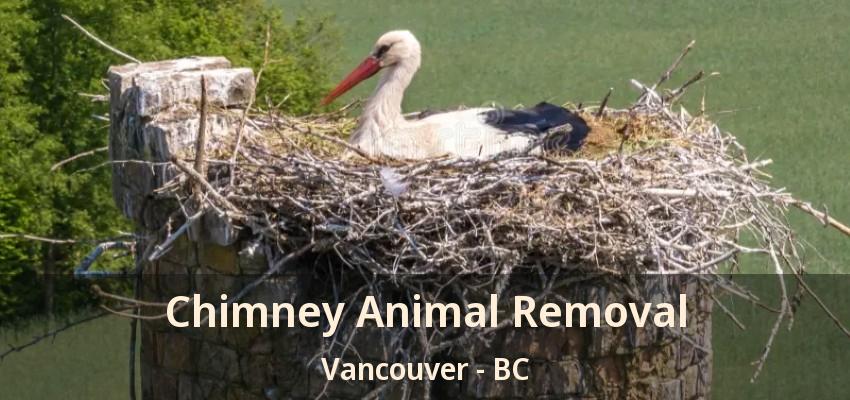 Chimney Animal Removal Vancouver - BC