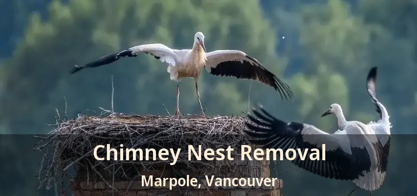 Chimney Nest Removal Marpole, Vancouver - BC