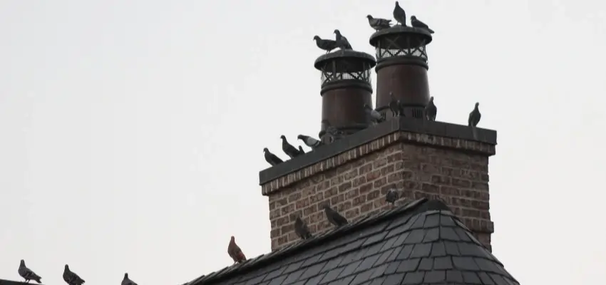 Chimney Animal Removal in Vancouver