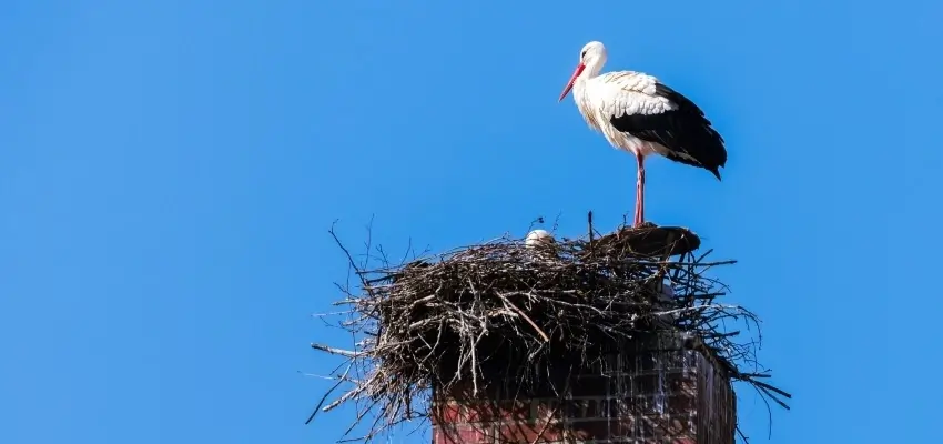 Chimney Animal Removal in Vancouver